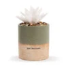 Demdaco Just Because Succulent Oil Diffuser -Fashion Accessories Store 1004540041